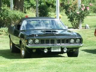 71hemicuda006-1.jpg
