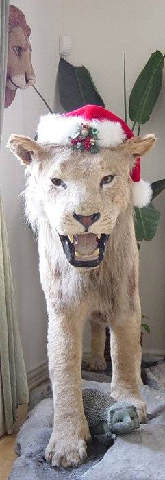 African Lion2.jpg
