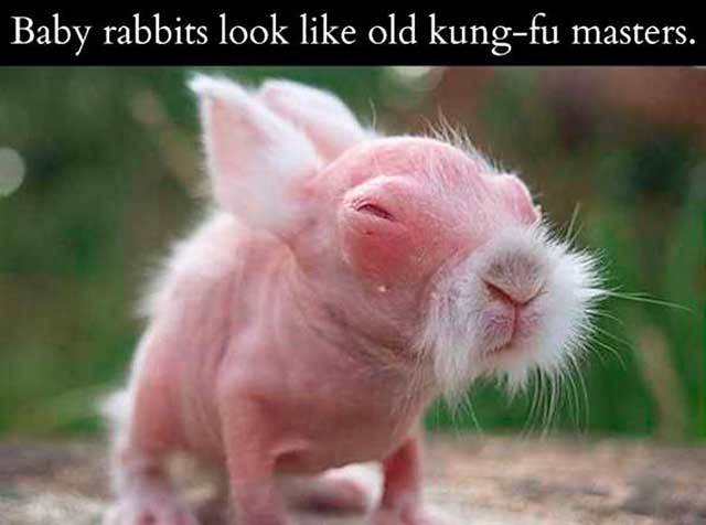 baby-rabbit-kung-fu-master.jpg