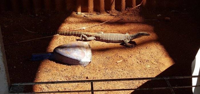 Bungarra Lizard1.jpg