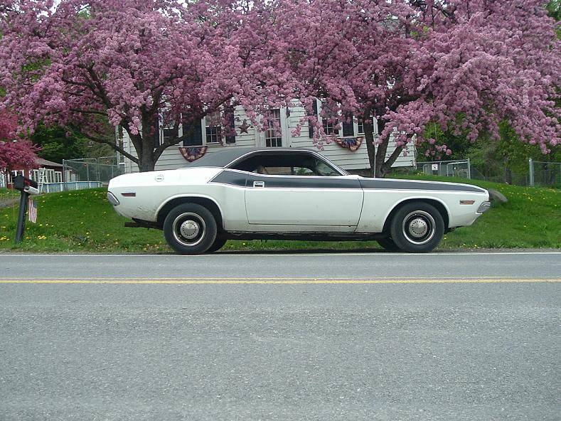 challenger and chevelle 015.jpg