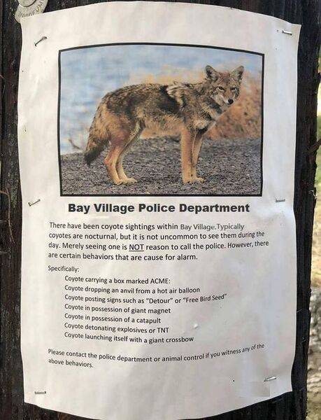 coyote.jpg