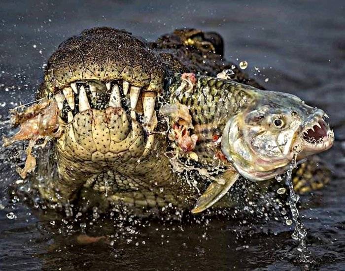 croc.jpg