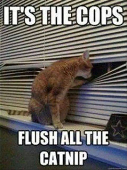 Flush the Catnip.jpg