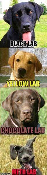lab.jpg