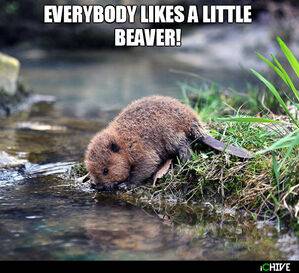 LiL Beaver.jpeg