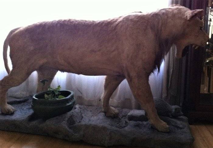 Lion 001.JPG