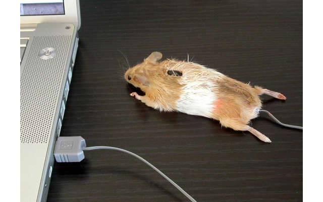 mousemouse.jpg