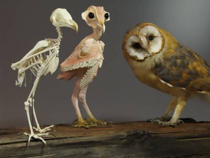 owls-without-feathers-4.jpg