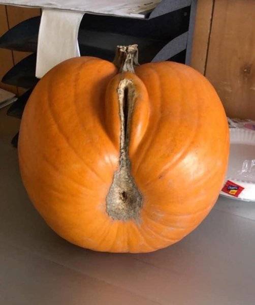 pumpkin-jpg.jpg