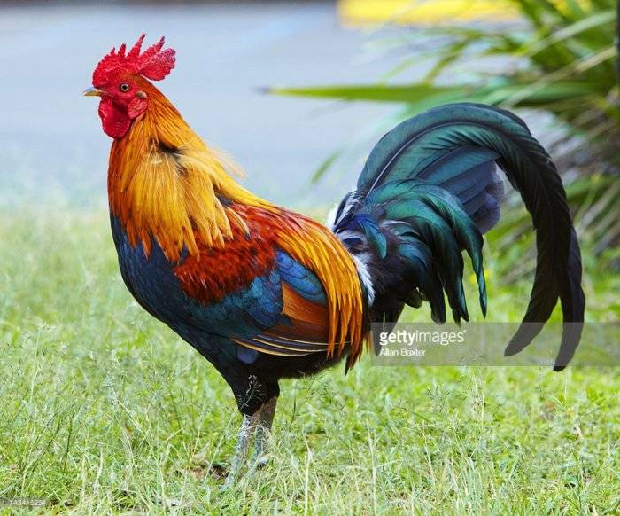 rooster.jpg