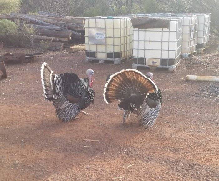 TURKIES2.jpg
